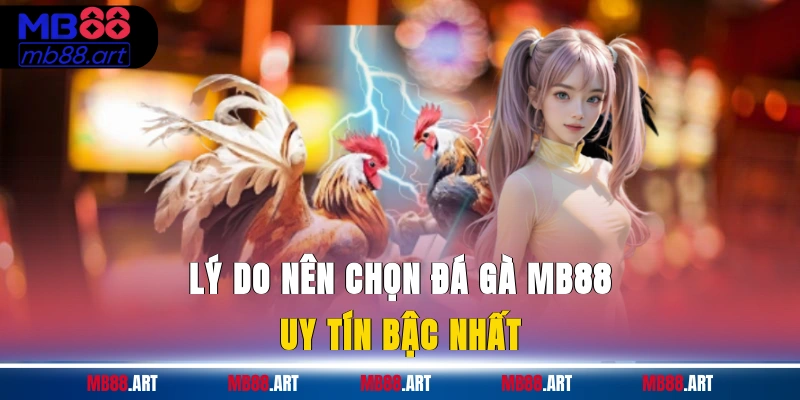 Lý do nên chọn đá gà MB88 uy tín bậc nhất